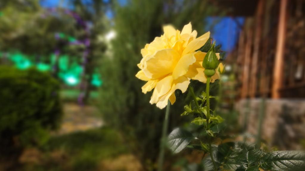 Villa Sosnovy Bor Zatoka Bagian luar foto